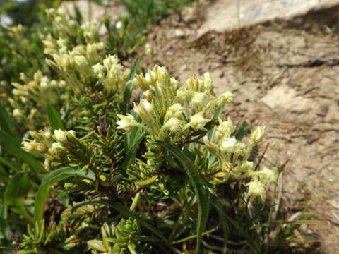 Image of Yellow Mountain-Heath