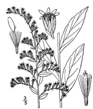 Image of Elliott's goldenrod