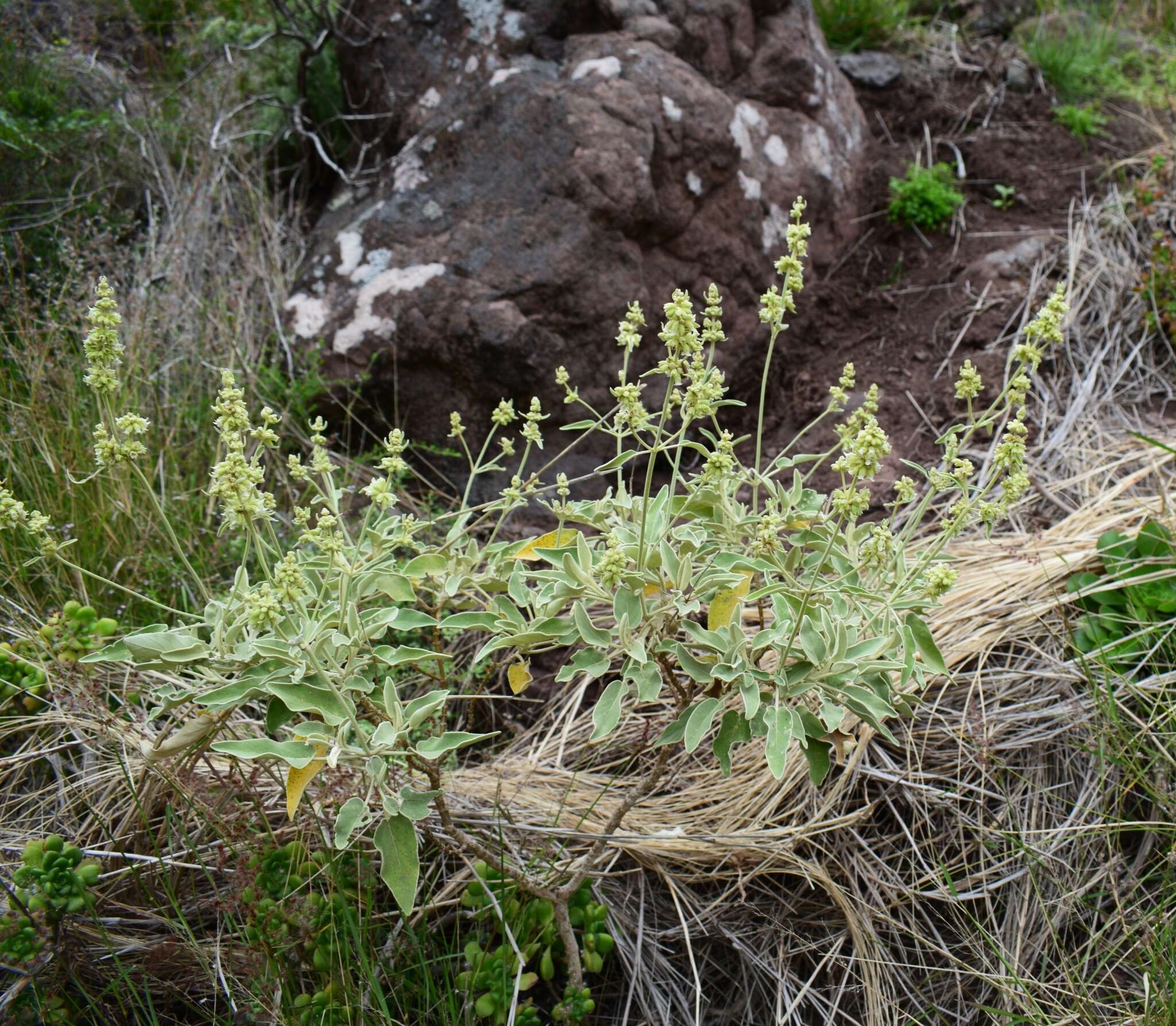 Image of Sideritis dendrochahorra Bolle