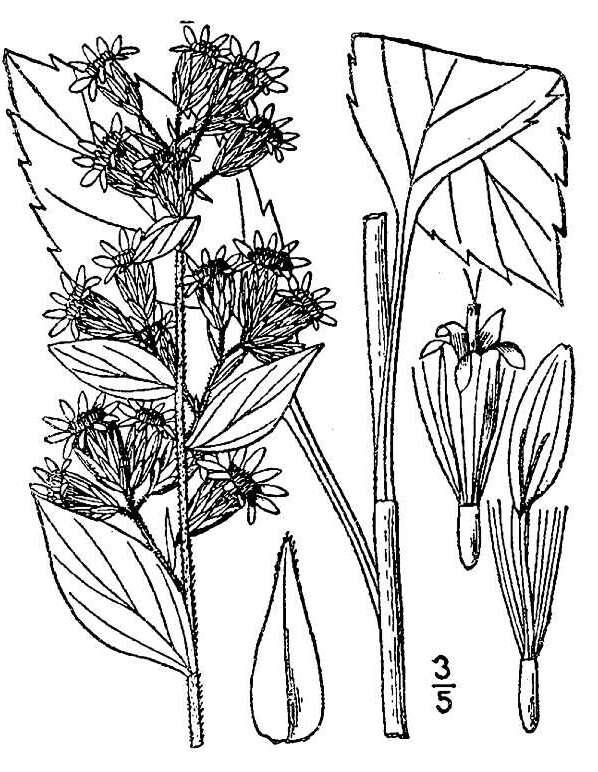 Image of largeleaf goldenrod