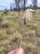 Imagem de Bothriochloa ewartiana (Domin) C. E. Hubb.