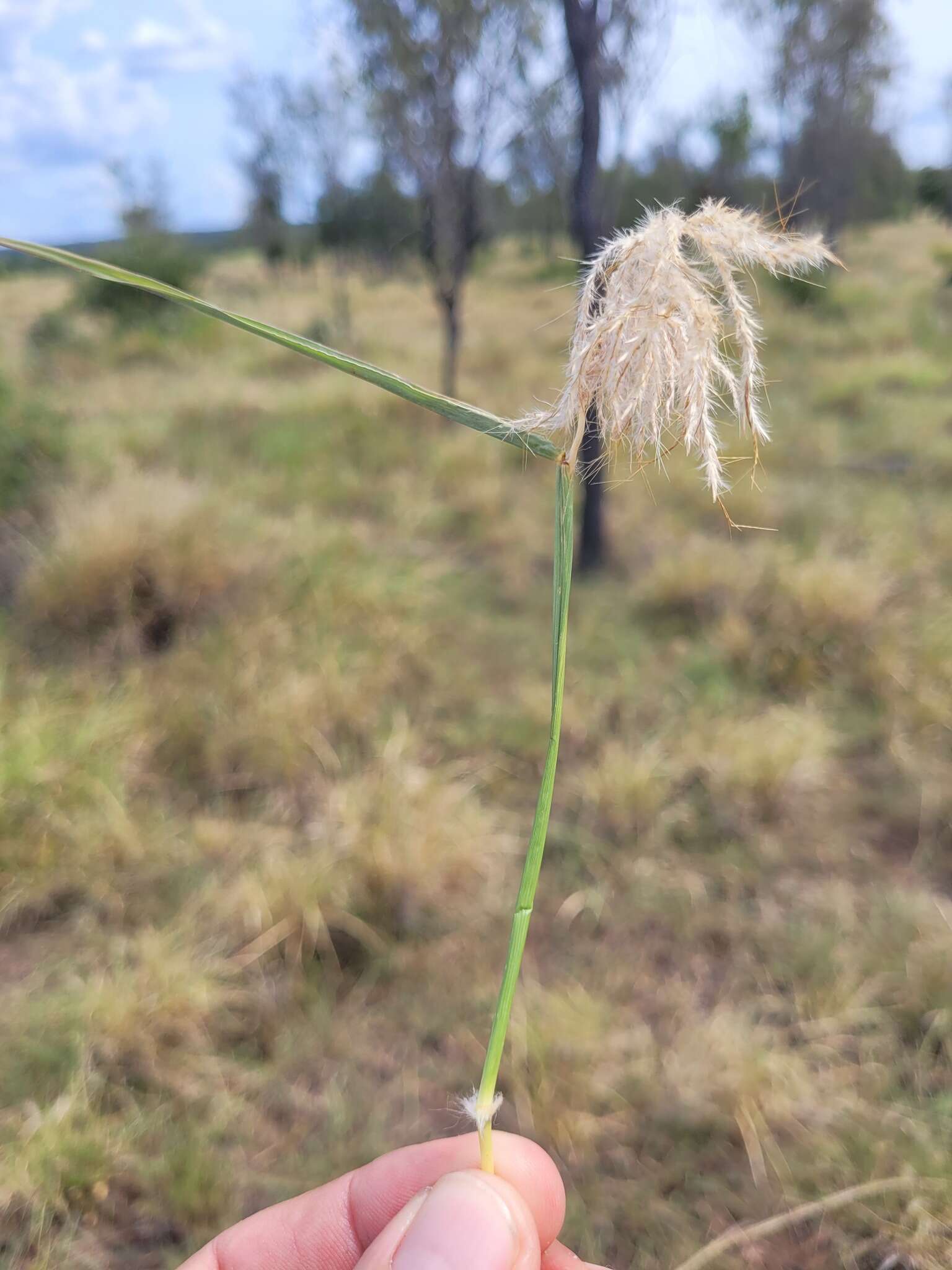 صورة Bothriochloa ewartiana (Domin) C. E. Hubb.