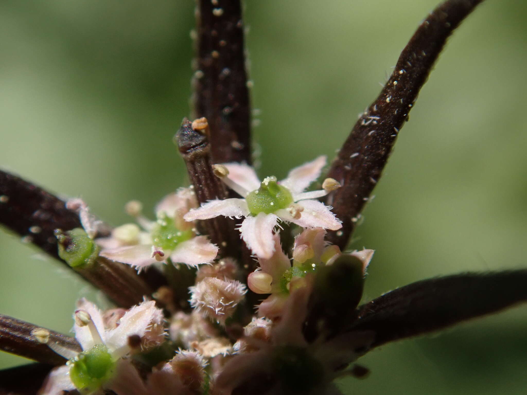 Imagem de Chaerophyllum novae-zelandiae K. F. Chung