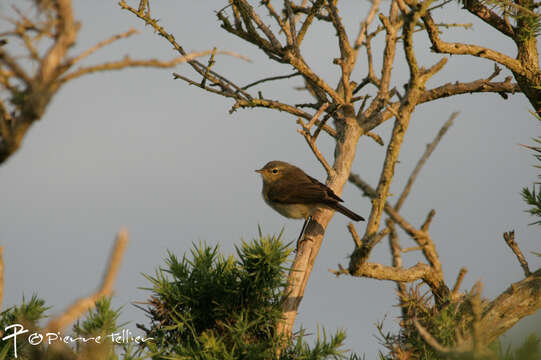 Image of Common Chiffchaff