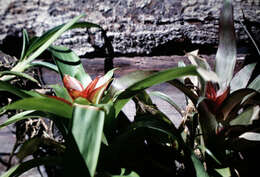 Image of droophead tufted airplant