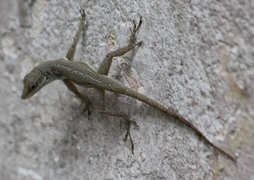 Image of Bluefields Anole