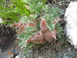 Image de Oxytropis ampullata (Pall.) Pers.