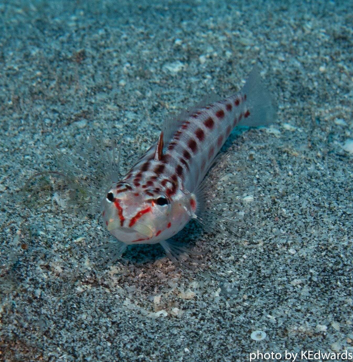 Image of Parapercis schauinslandi