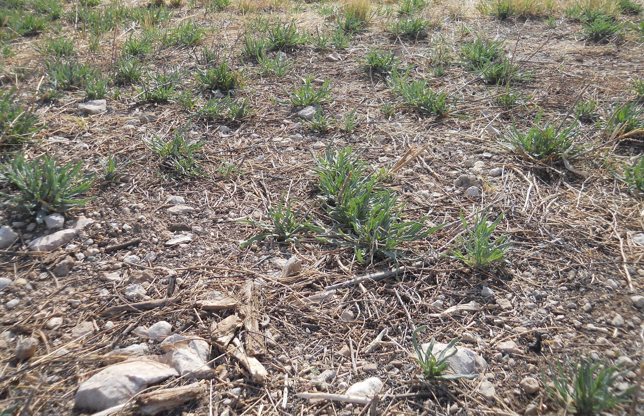 Image of Texas blueweed