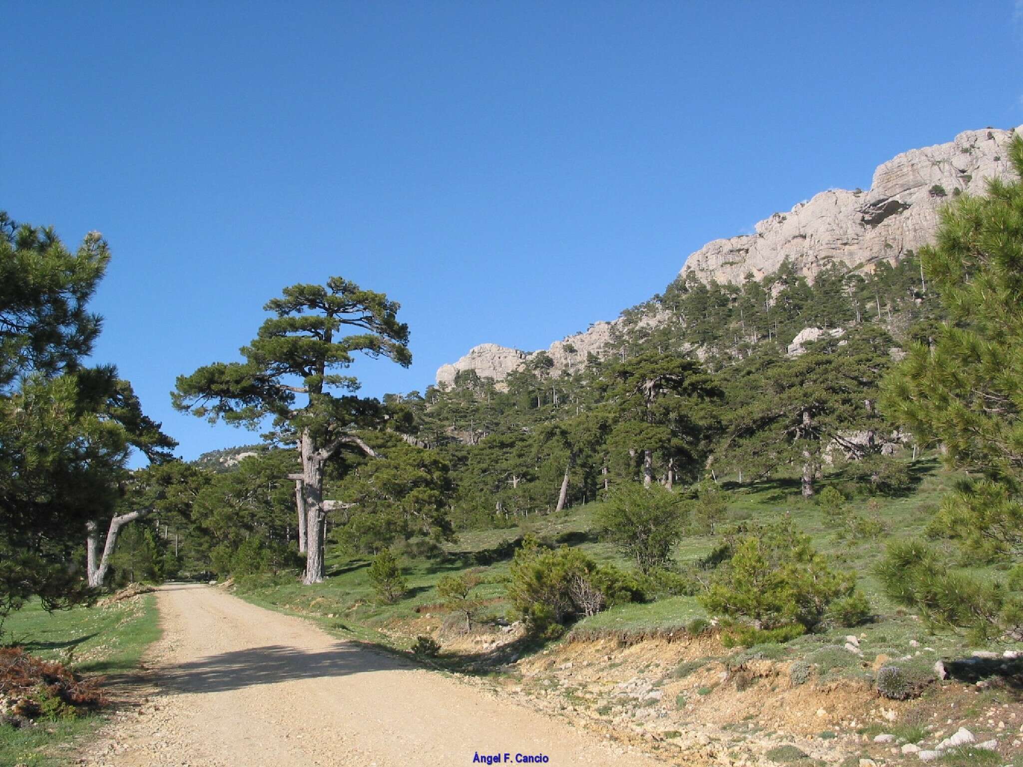 Image of Pinus nigra subsp. salzmannii (Dunal) Franco