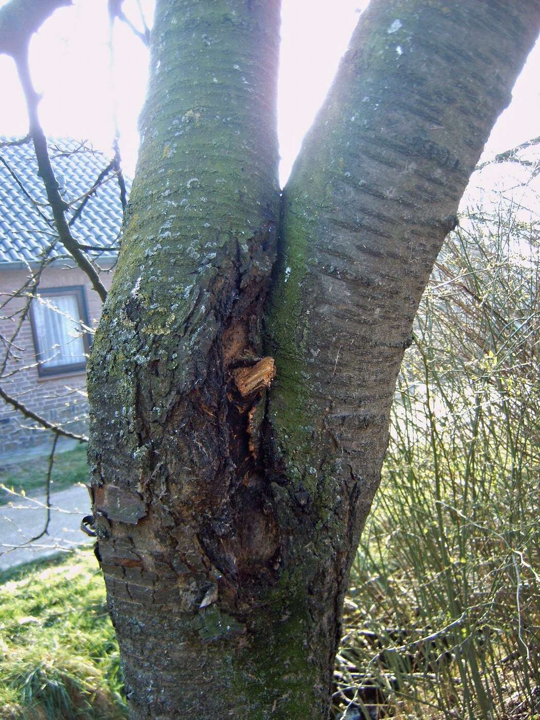 Image of gean, wild cherry