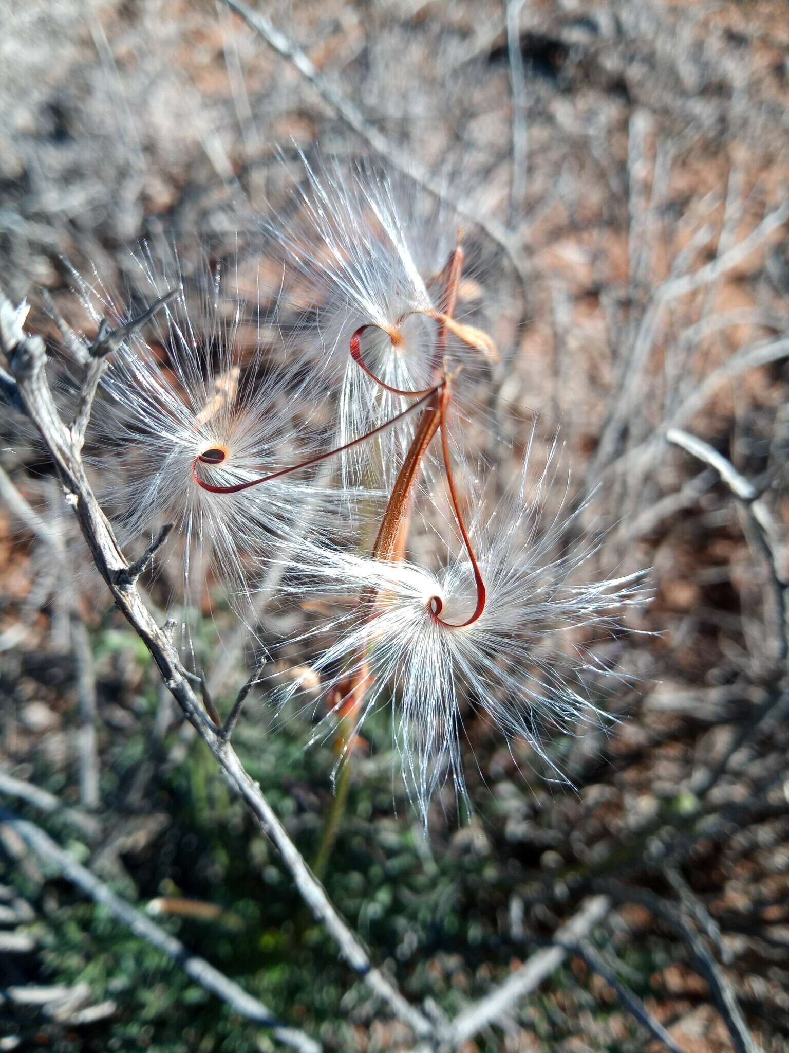 Image of Pelargonium aridum R. A. Dyer