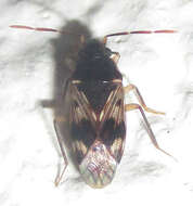 Image of Lophoraglius notabilis (Distant & W. L. 1911)