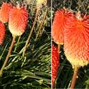 Sivun Kniphofia praecox subsp. praecox kuva