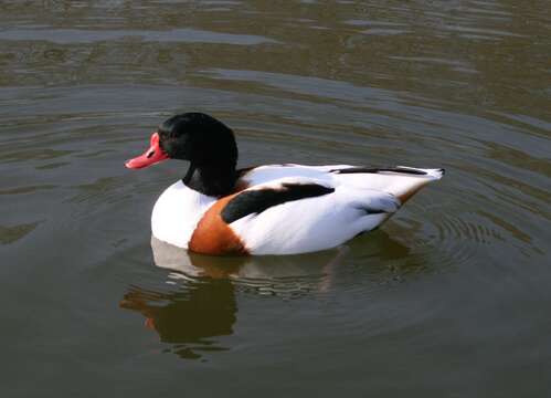 Image of shelduck, common shelduck