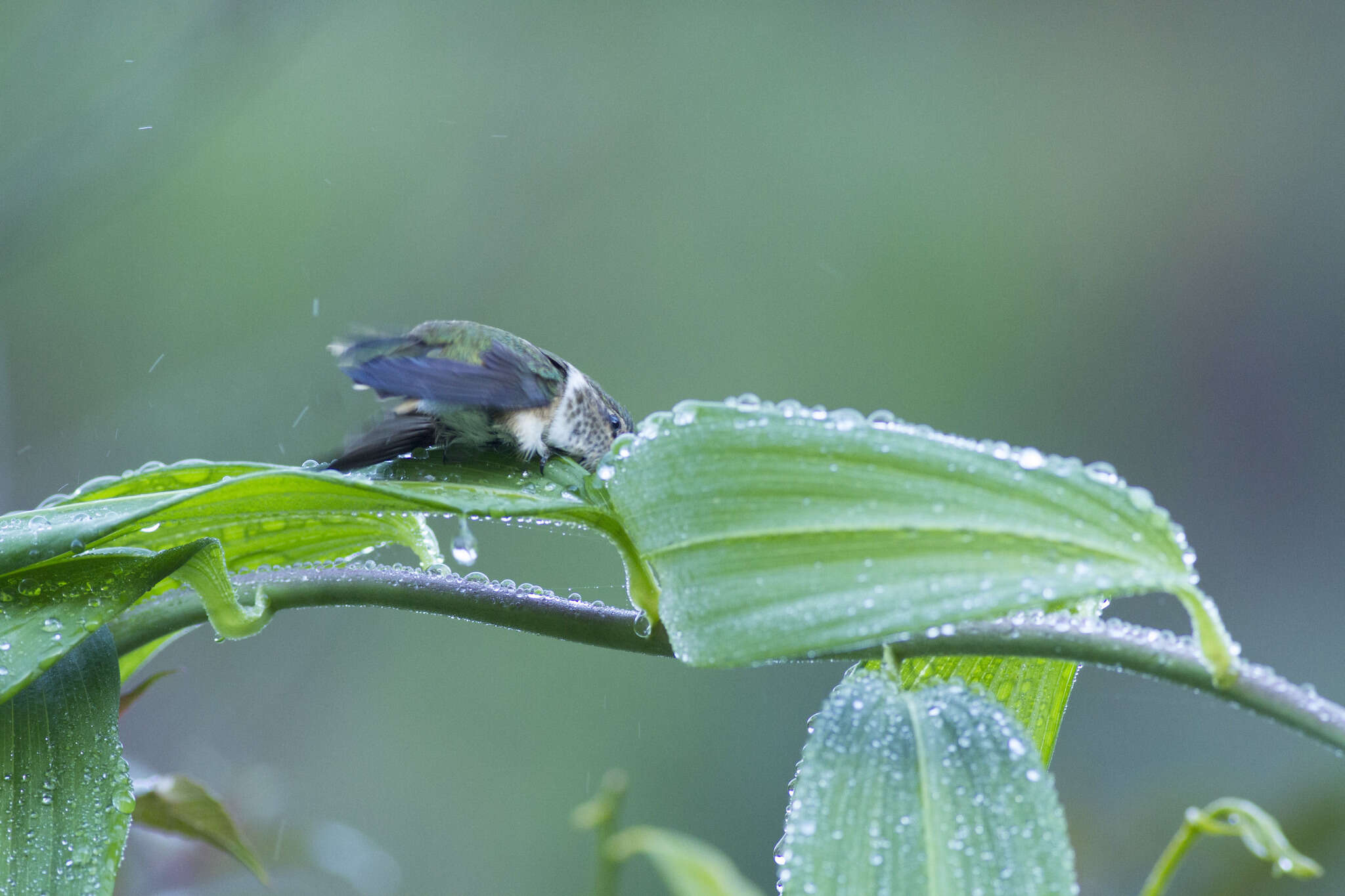 Image of Scintillant Hummingbird