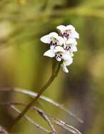 Image of Cynorkis borbonica Pailler