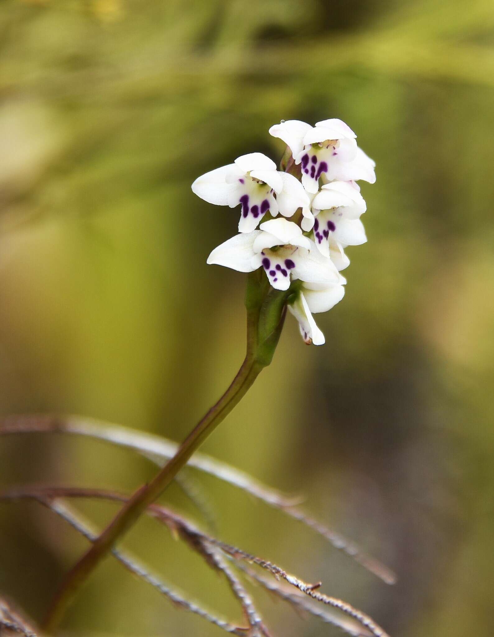 Cynorkis borbonica Pailler的圖片