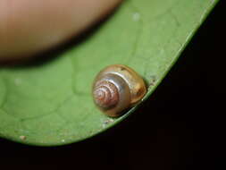 صورة Coneuplecta calculosa (Gould 1852)