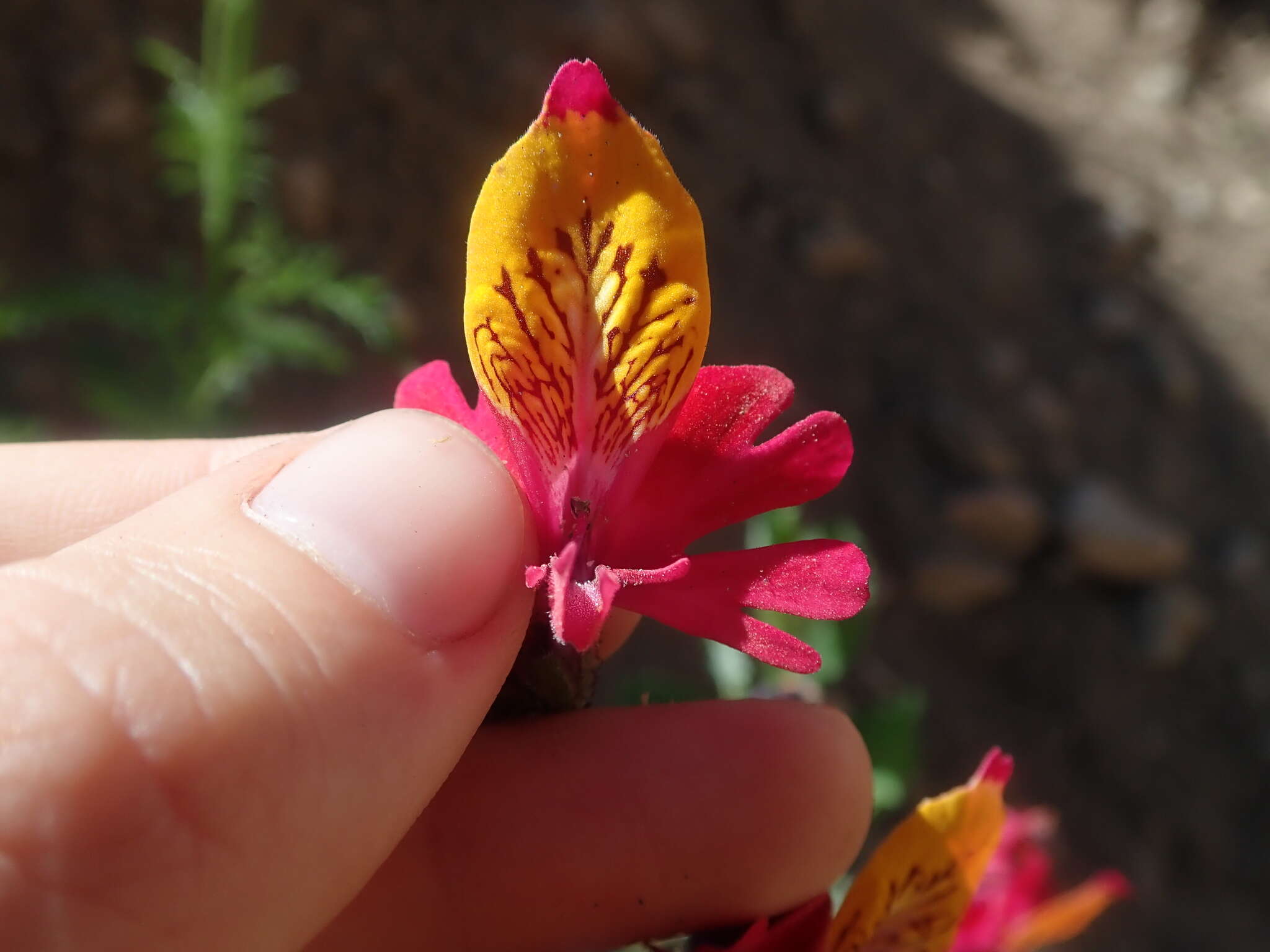 Imagem de Schizanthus grahamii Gill.