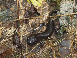 Image of Northwestern Salamander