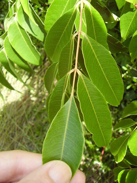 Image of wax tree