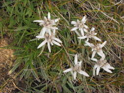 Image of edelweiss