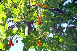 Image of strawberry tree