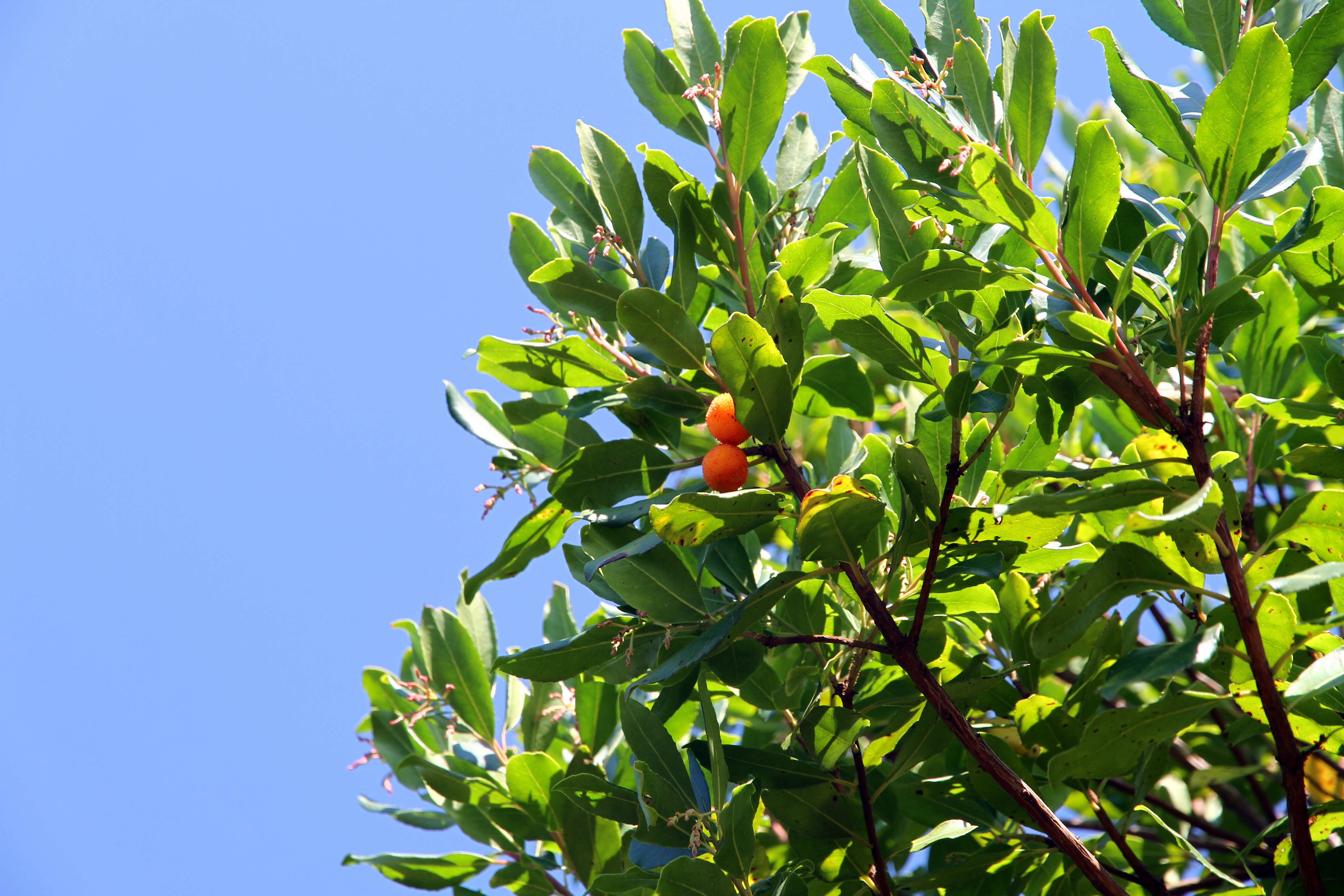 Image of strawberry tree