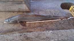 Image of Speckled Smoothhound