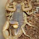 Image of Manchurian scorpion