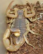 Image of Manchurian scorpion