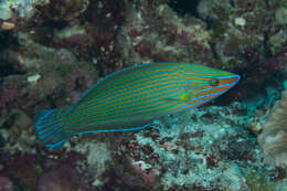 Image of Chain-lined wrasse