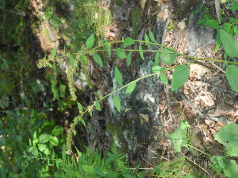 Image of autumn goldenrod