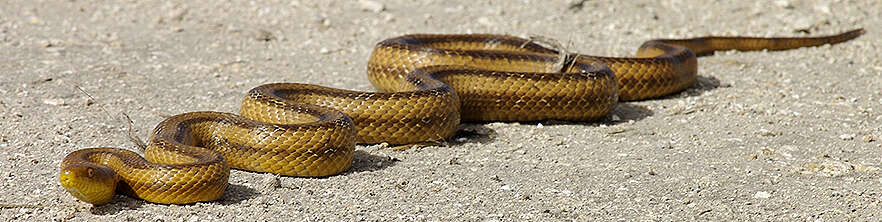 Image of black rat snake