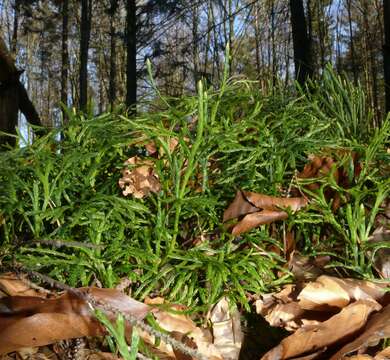 Image of complanate clubmoss