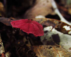 Image de Marasmius haematocephalus (Mont.) Fr. 1838