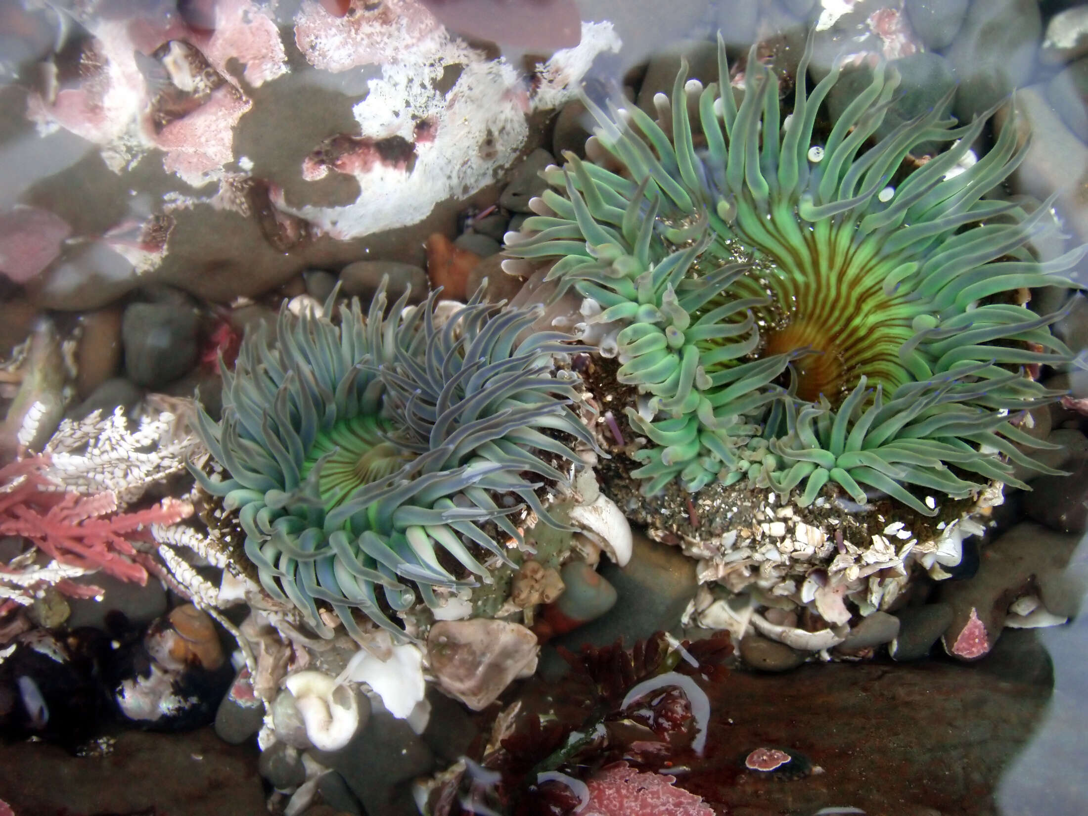 Image of Starburst anemone