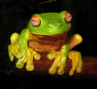 Image of Red-eyed Green Treefrog