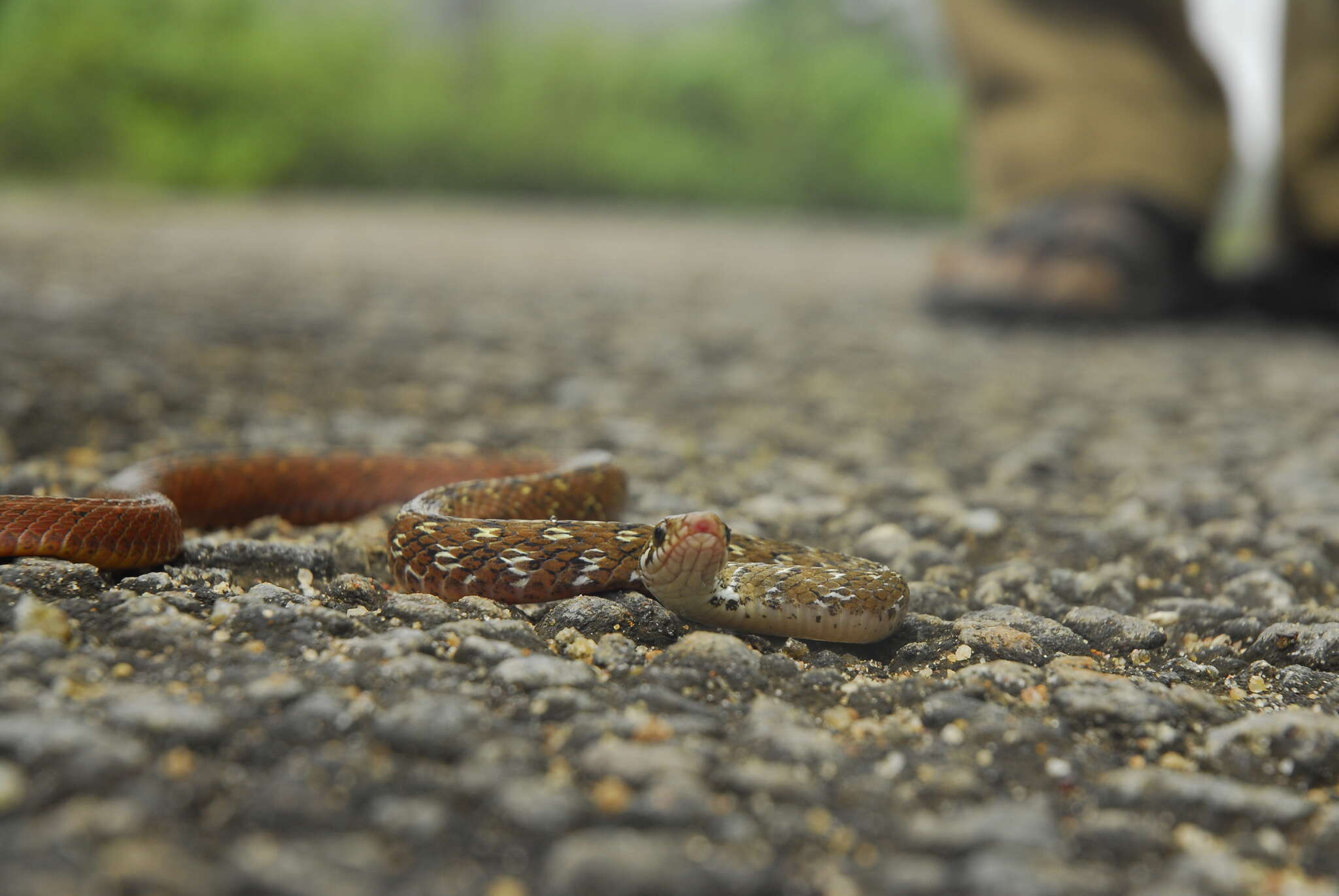 Image of Beddome’s Keelback