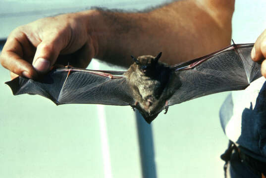 Image of little brown bat