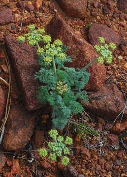 Image of woollyfruit desertparsley