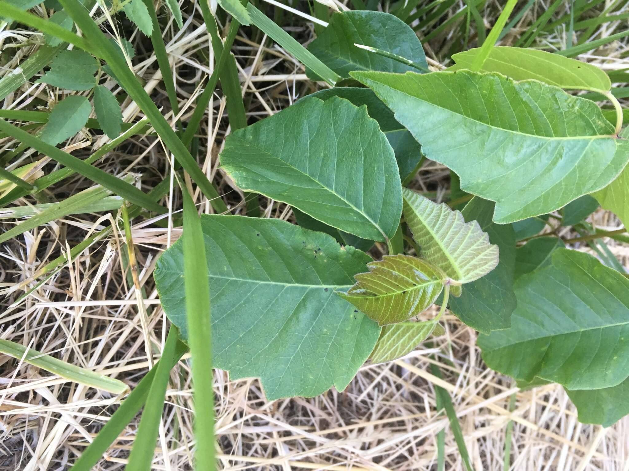 Image of western poison ivy