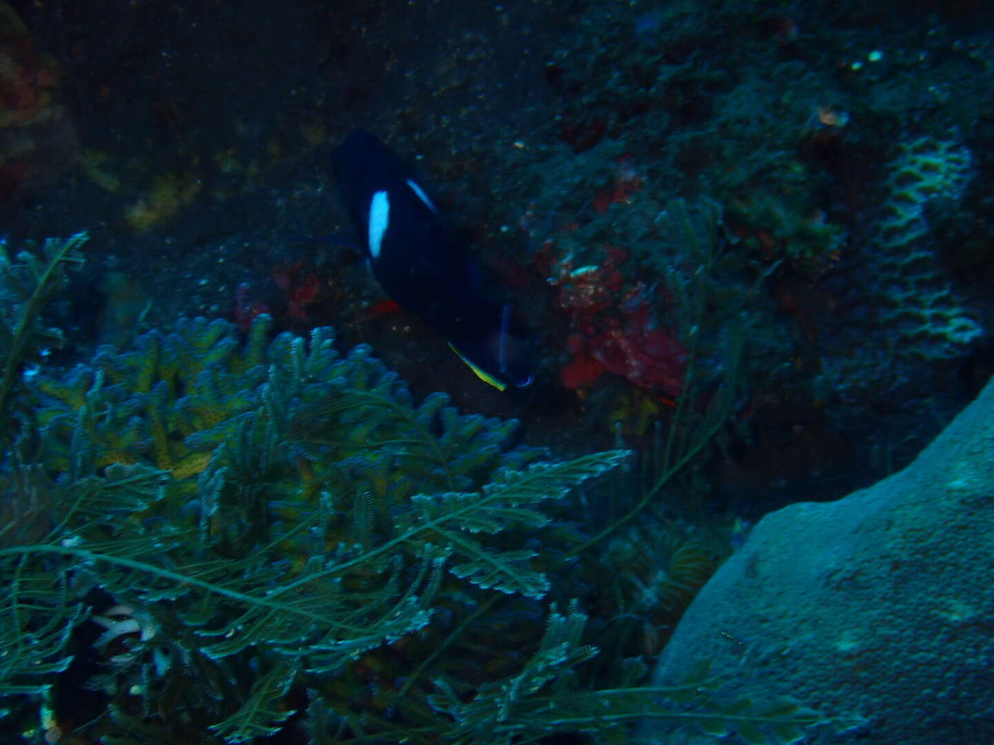 Image of Black Angelfish