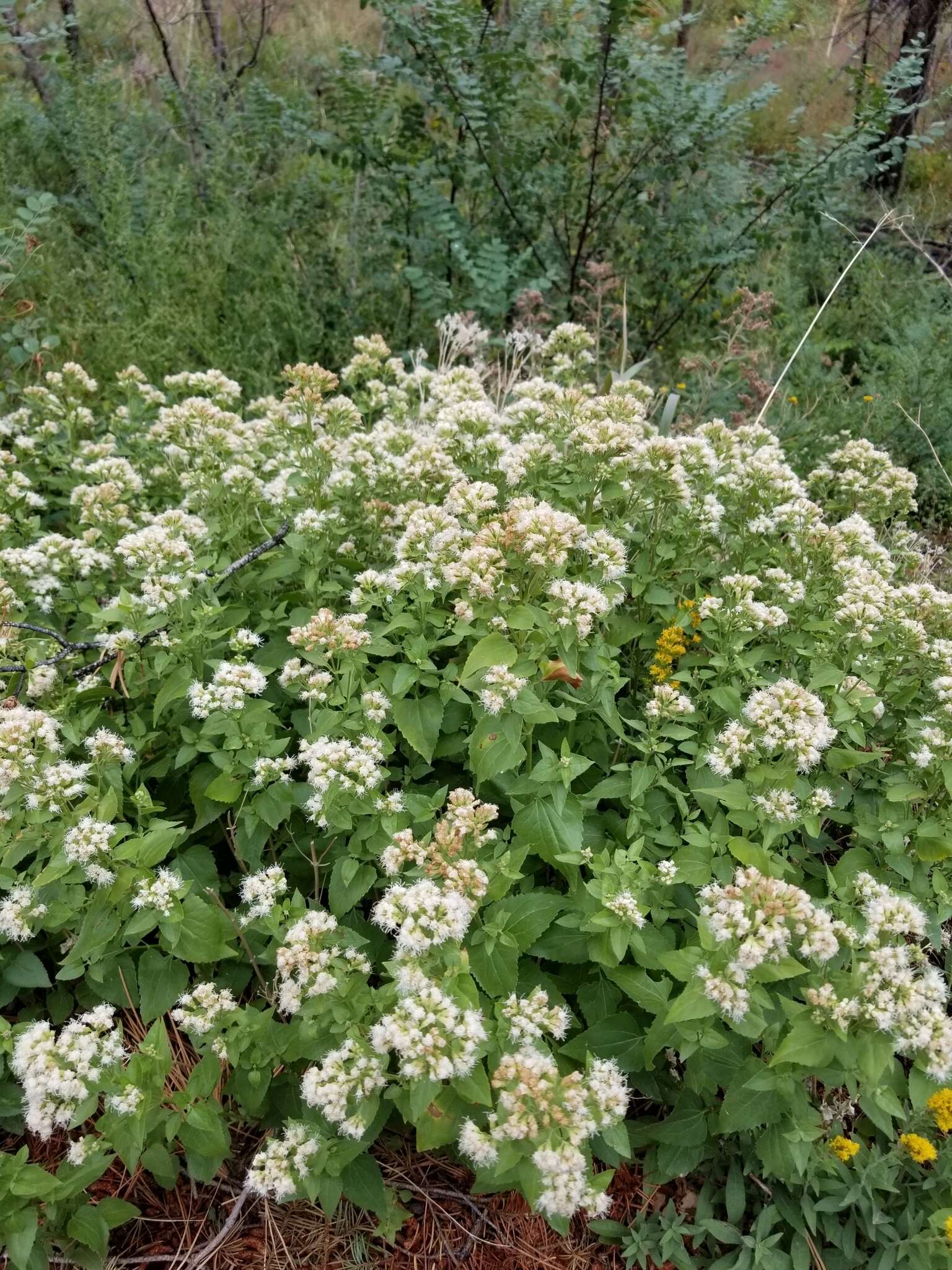 صورة Ageratina herbacea (A. Gray) R. King & H. Rob.