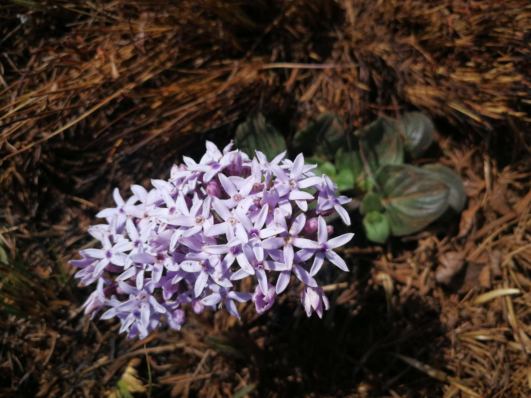 Image of Pentanisia prunelloides subsp. latifolia (Hochst.) Verdc.