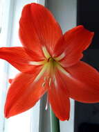 Image of striped Barbados lily