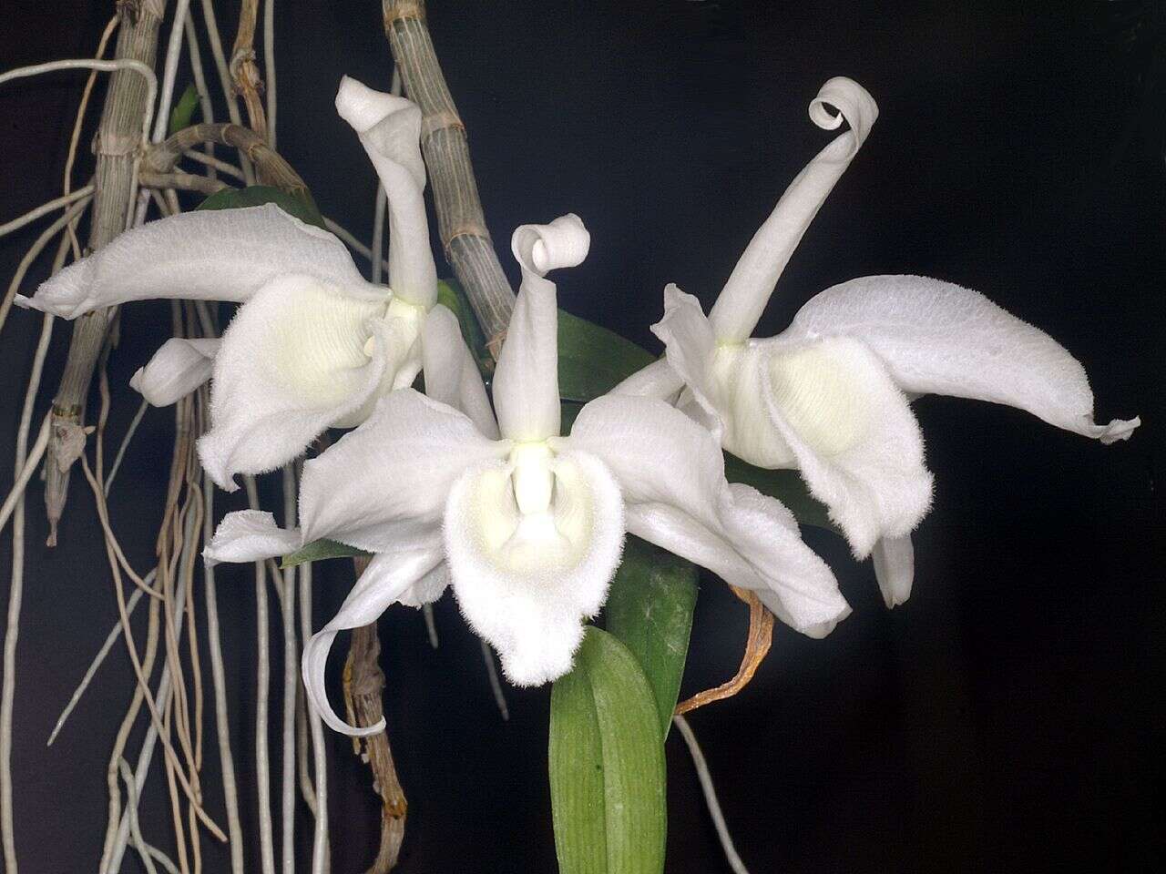 Plancia ëd Dendrobium anosmum Lindl.