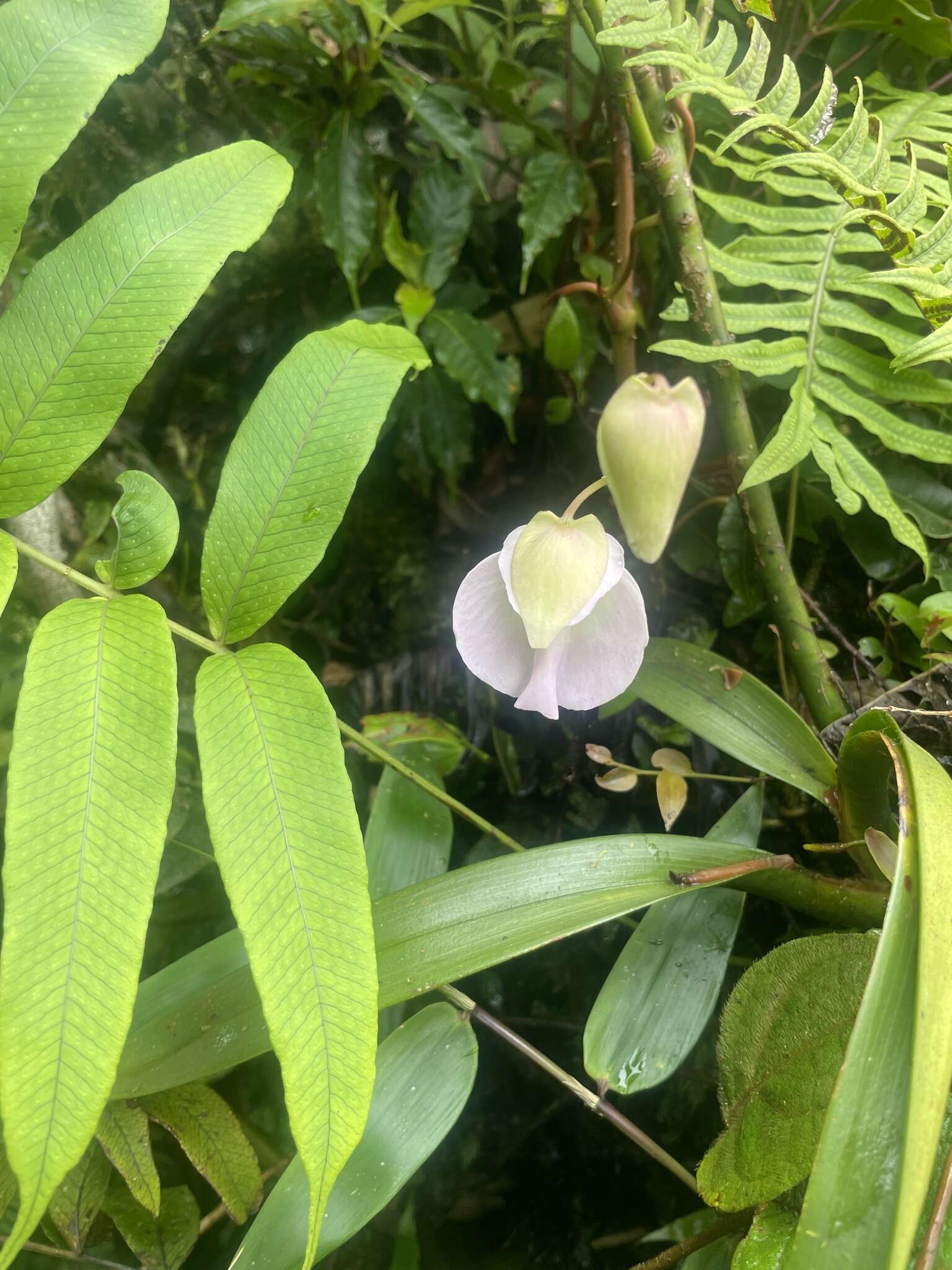 Utricularia praetermissa P. Taylor的圖片