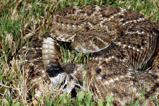 Image of Western Diamond-backed Rattlesnake